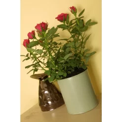 Craig & Rose 1829 Chalky Matt Emulsion Paint Beauvais Cream - 2.5L 7 Craig & Rose 1829 Chalky Matt Emulsion Paint Beauvais Cream - 2.5L -Furniture Series Store 12819077 1244833222014568